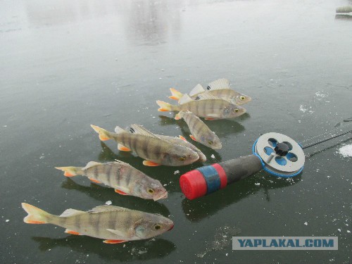 Разговор продолжается