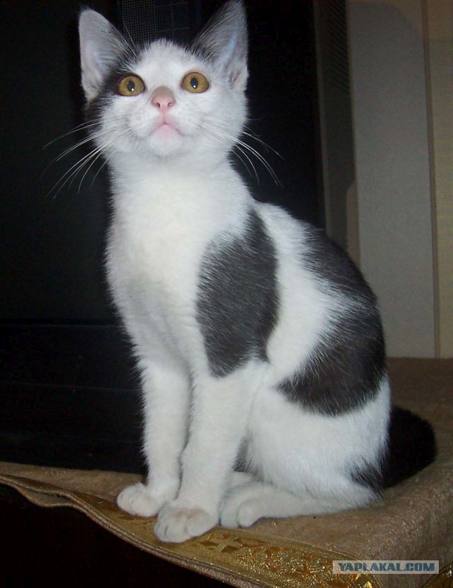 Котовторник 15.12.2015