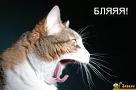 Удивление по-кошачьи