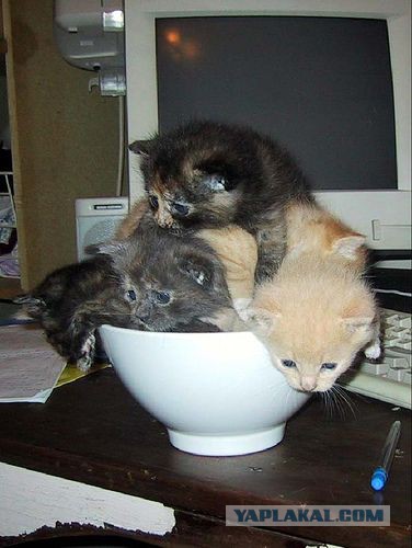 Котовторник
