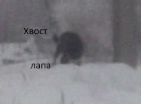 Исчезающая собака