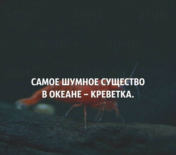 Интересные и веселые картинки