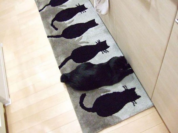 Прикольные животные