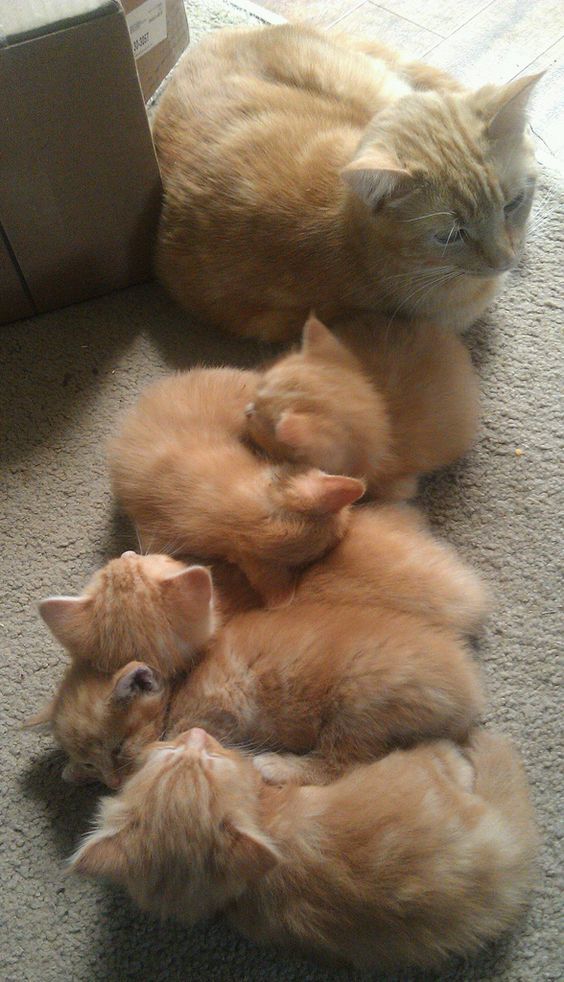 Коты из сети