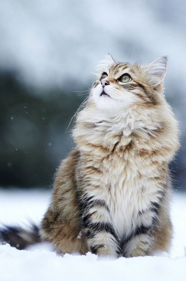 Коты из сети