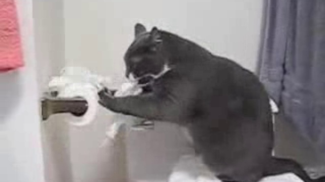 Коты из сети
