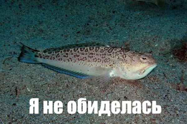 Обитатели Черного моря, представляющие опасность для человека