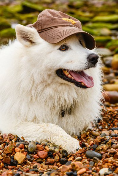 Самые смешные животные