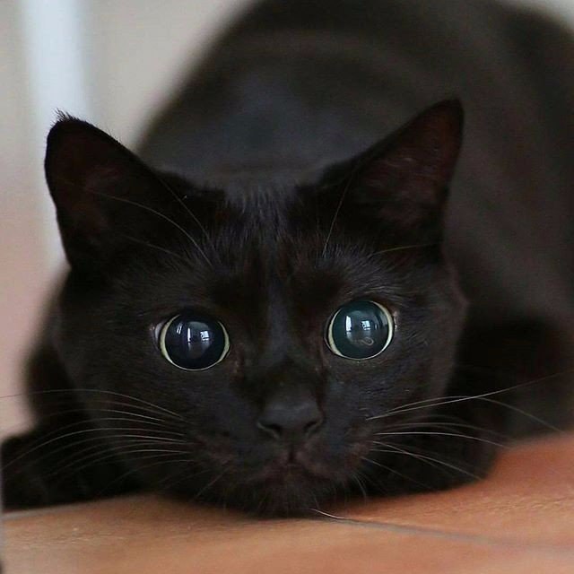 Коты и Кошки