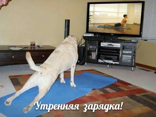 100 картинок для поднятия настроения!