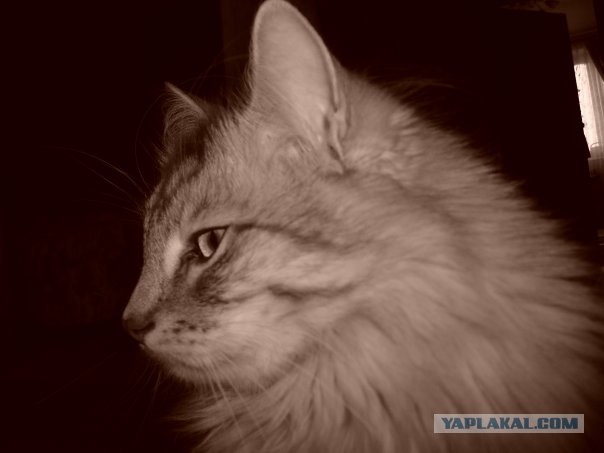 Котовторник на ЯПлакалъ