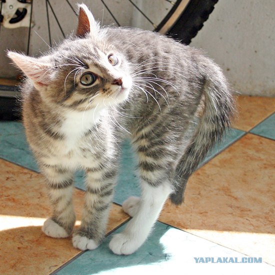 Котовторник