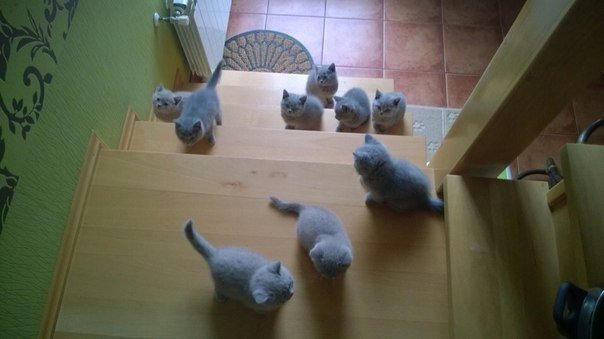 Немного милоты