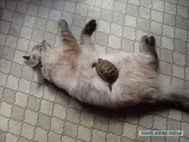 Котовторник (15.05.2012)