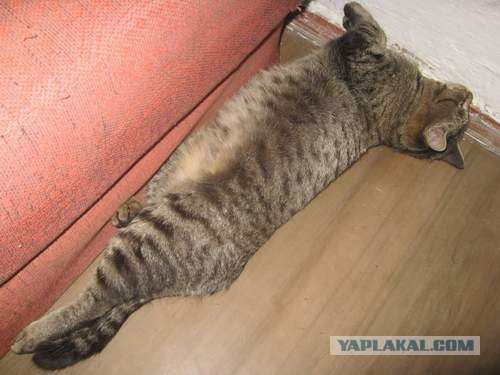 Новогодний Котовторник 01.01.2013