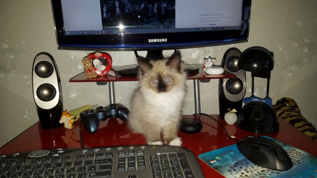 С Днём кошки!