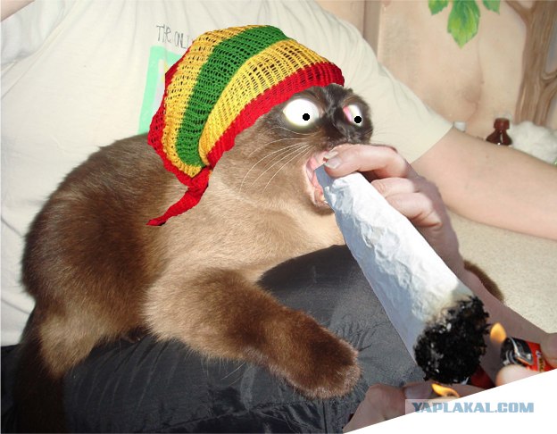 Фотожаба: Что с котэ?