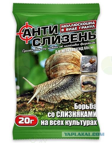 Опасные слизни-каннибалы добрались до Петербурга
