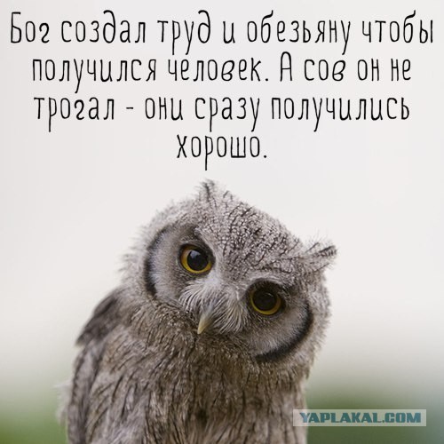 А кто-то знал, что совы могут сидеть, скрестив ноги?
