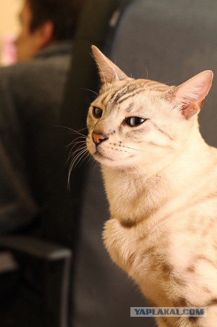 О бенгальских котах на наглядном примере