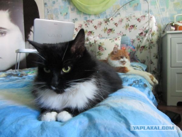 Котовторник 23.07.2013