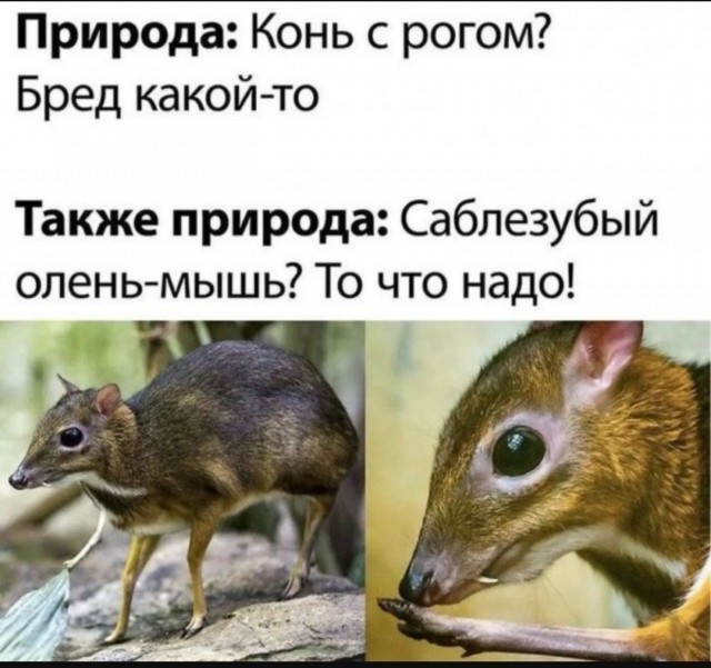 Веселые картинки в маленькую пятницу (03.06)