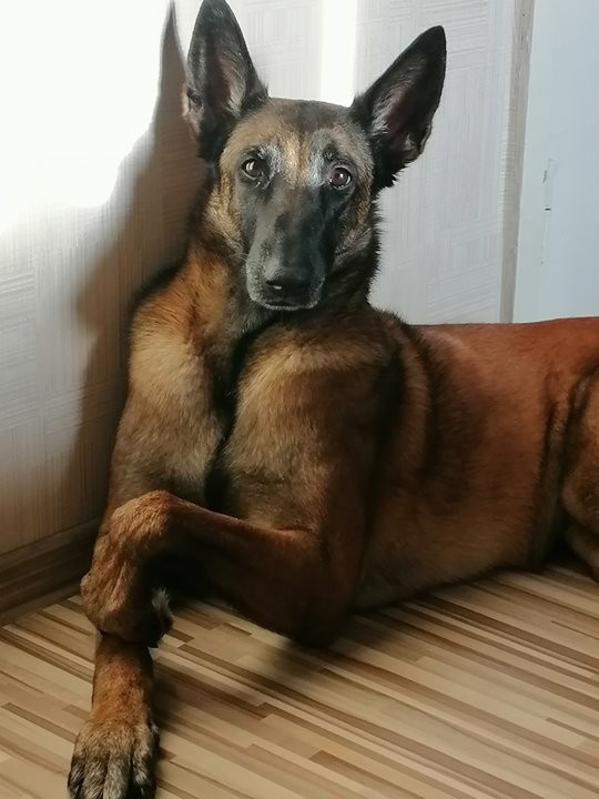 Собакочетверг. "Полет во сне"