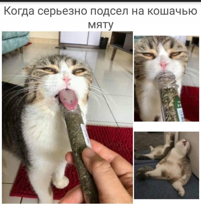 Кошачий дилер
