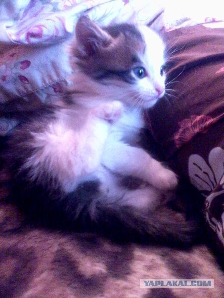 Котовторник  08.04.2014