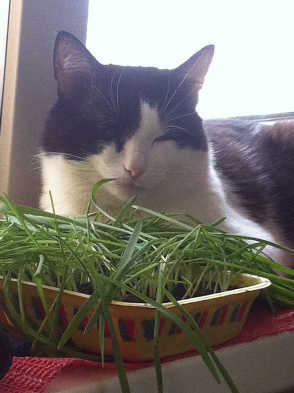 Котовторник 22.04.2014