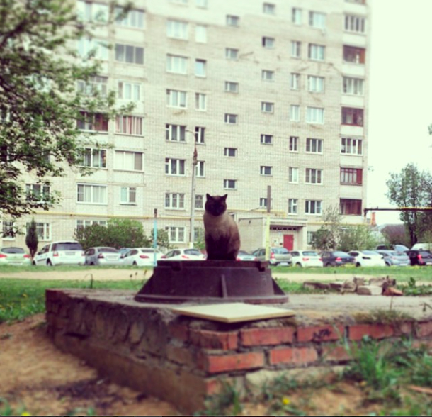 С Котовторником!