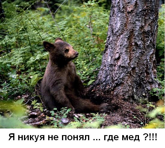 Три медведя у нас в гостях!