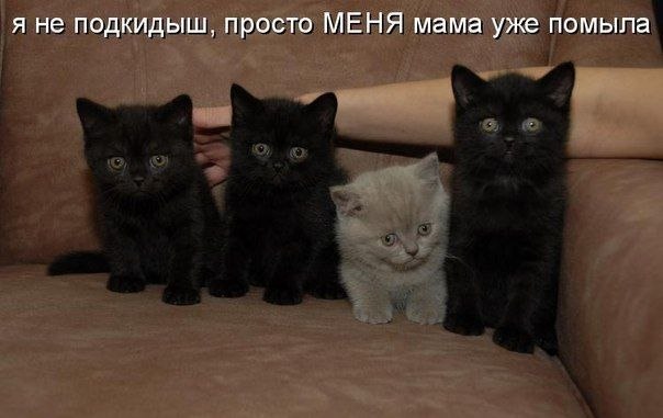 20 самых известных котов в интернете.