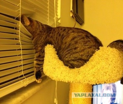 Кошачья логика