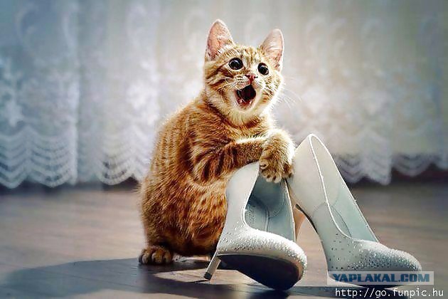 Даешь каждому коту по ботинку!