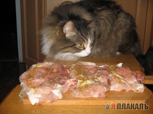 А вот и котовторник!