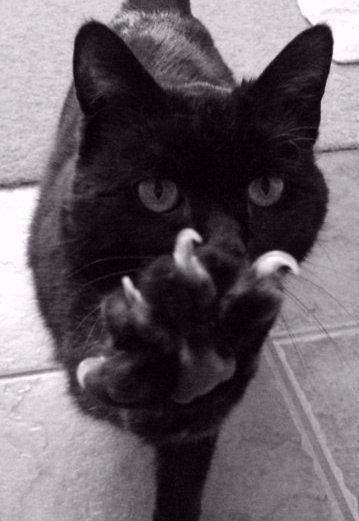 Коты из сети