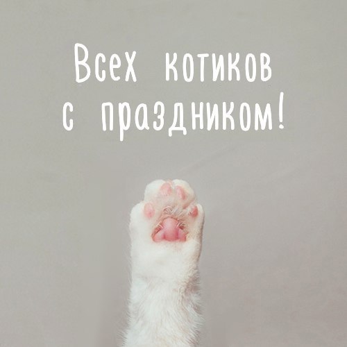 Кошкин день