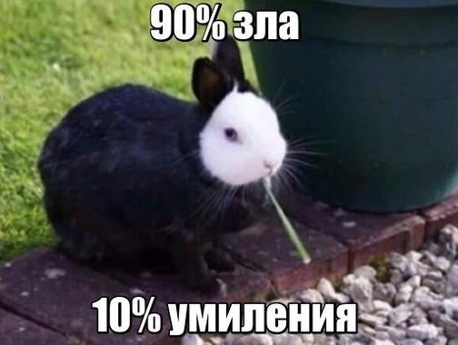 Подборка забавных животных