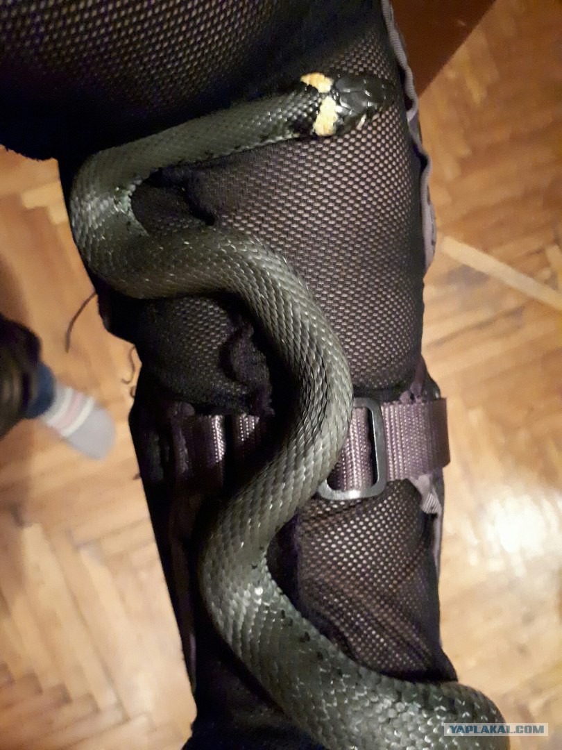 Кольцо скоропея змея. Скарапея змея. Скоропея что это. Кольцо змея с камнем. Скоропея что это.