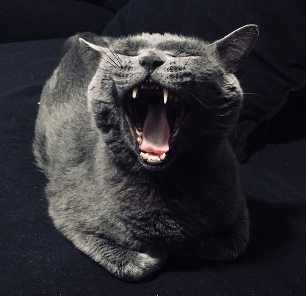 Прикольных котов пост