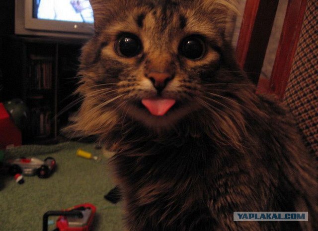 Котовторник 1.11.11