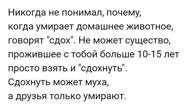 Прикольные картинки и фото с надписями и коментами