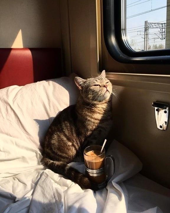Уличные котаны