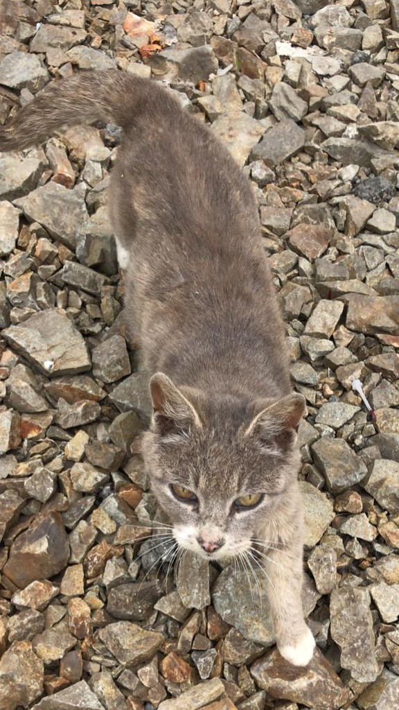 Котовторник