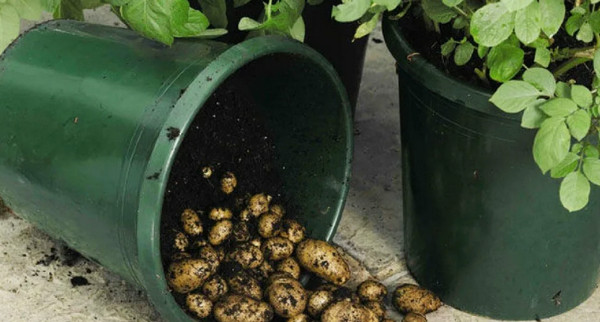 ВЭФ требует запретить домашние овощи и фрукты