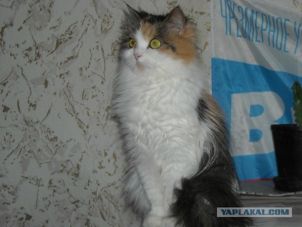 Котовторник   15.04.2014