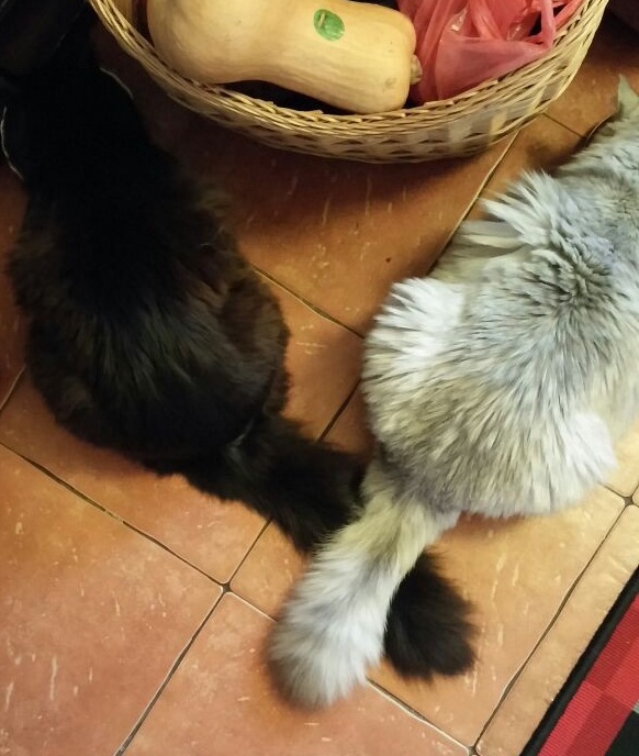 Котовторник 7.10.2014
