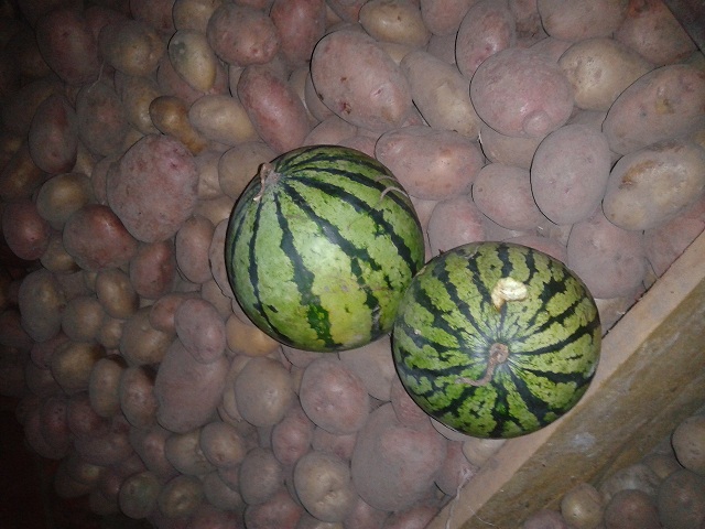 В Москве картошка по 5 руб./кг.