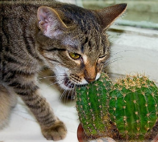 Коты, кошки, котята